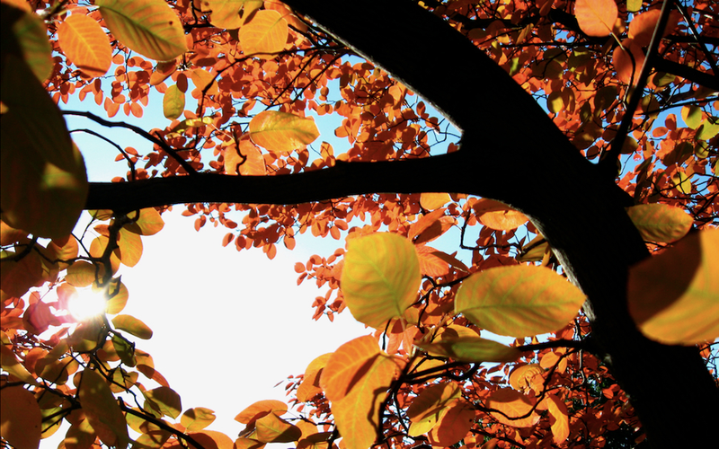 Illustration for article titled 100 Gorgeous Photos Of Fall Leaves